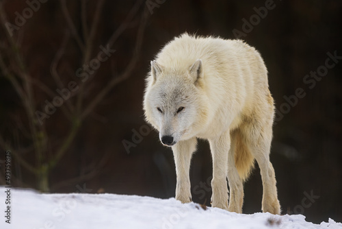 male Arctic wolf  Canis lupus arctos  he looks like he s preparing for an attack