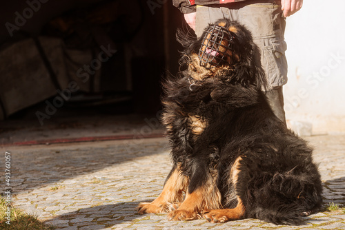 Foto male dog hovawart gold and black, is labeled vicious and goes to the dog pound