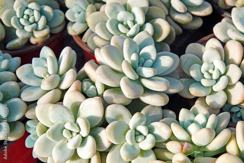 Close up of succulent plants in a greenhouse, North China Close up of succulent plants in a greenhouse, North China