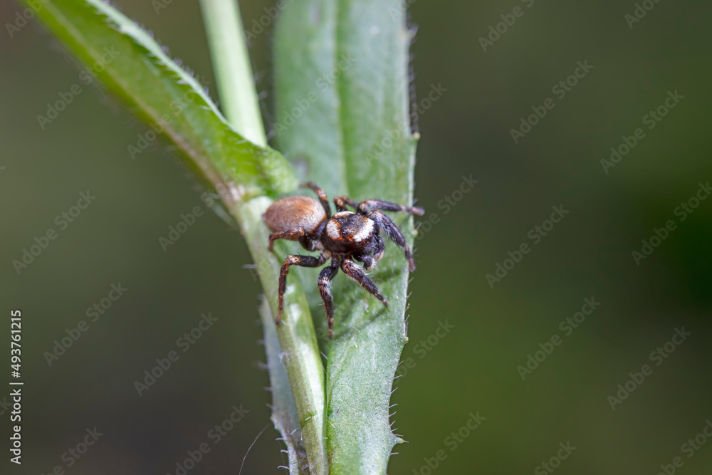 Fototapeta premium Jumping spider in the wild, North China