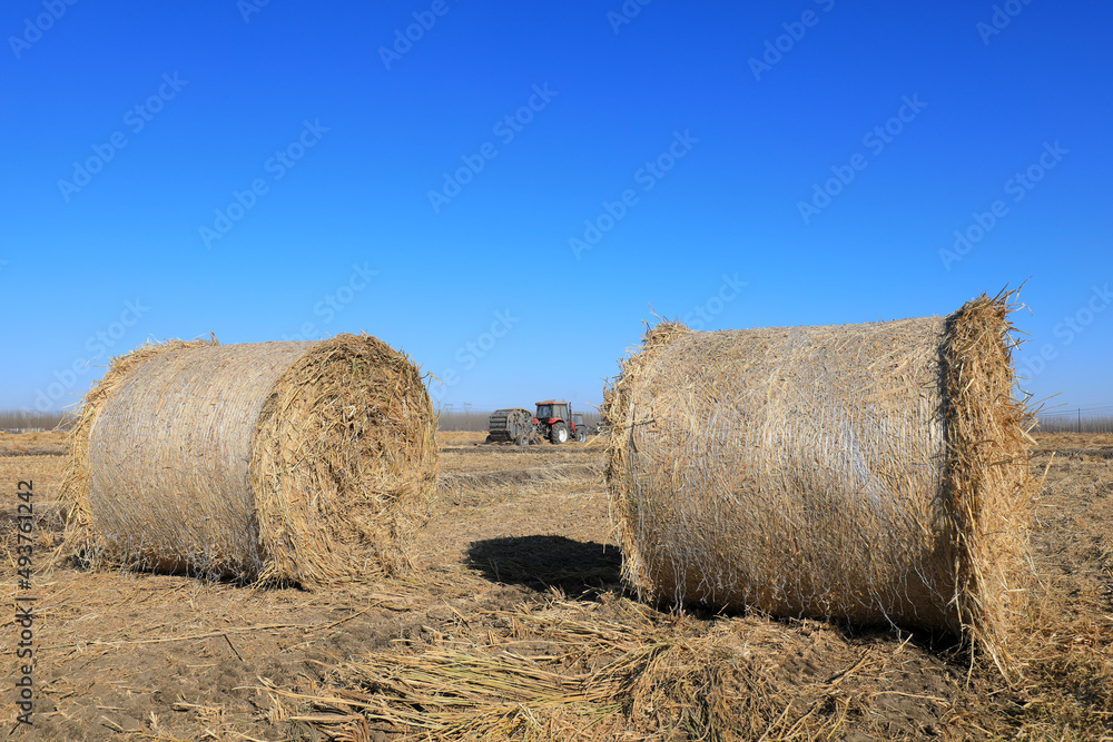 Farmers use agricultural machinery to bind straw in the field, North China