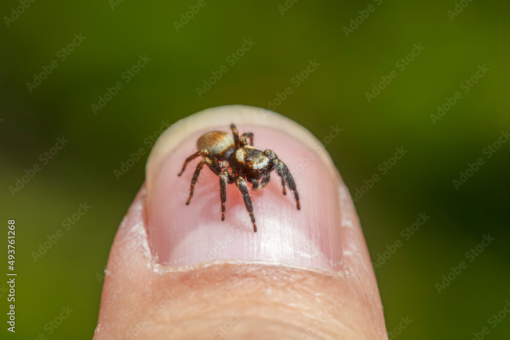 Jumping spider on human nail