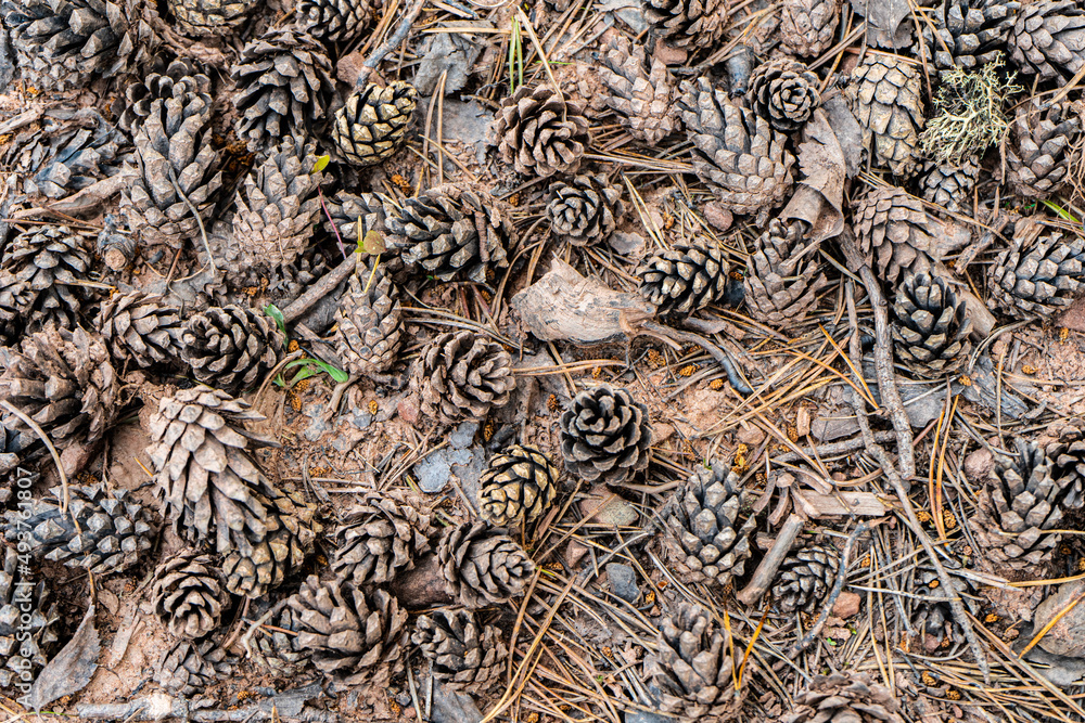 pine cones on the ground. Fallen pine cones pine cones on the ground. Fallen pine cones