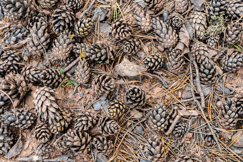 pine cones on the ground. Fallen pine cones