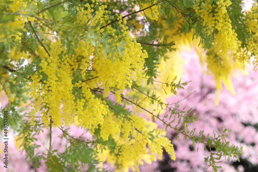 Fluffy yellow, ball-shaped Mimosa flowers in full bloom. Fluffy yellow, ball-shaped Mimosa flowers in full bloom.