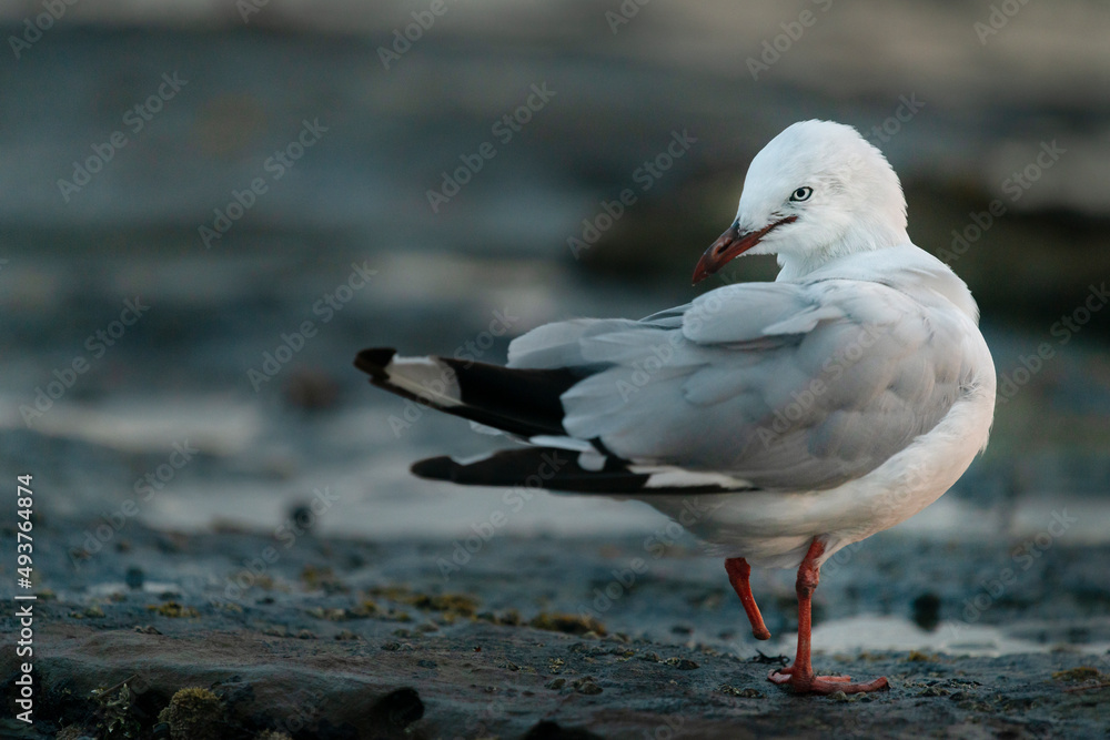 Injured seagull with one foot amputated standing on the rock Injured seagull with one foot amputated standing on the rock