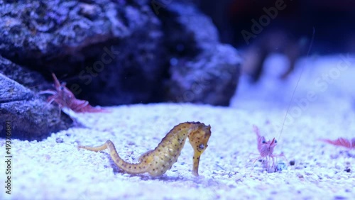 seahorse under water
