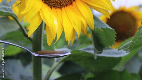 Motion of dripping sunflower oil liquid into spoon
