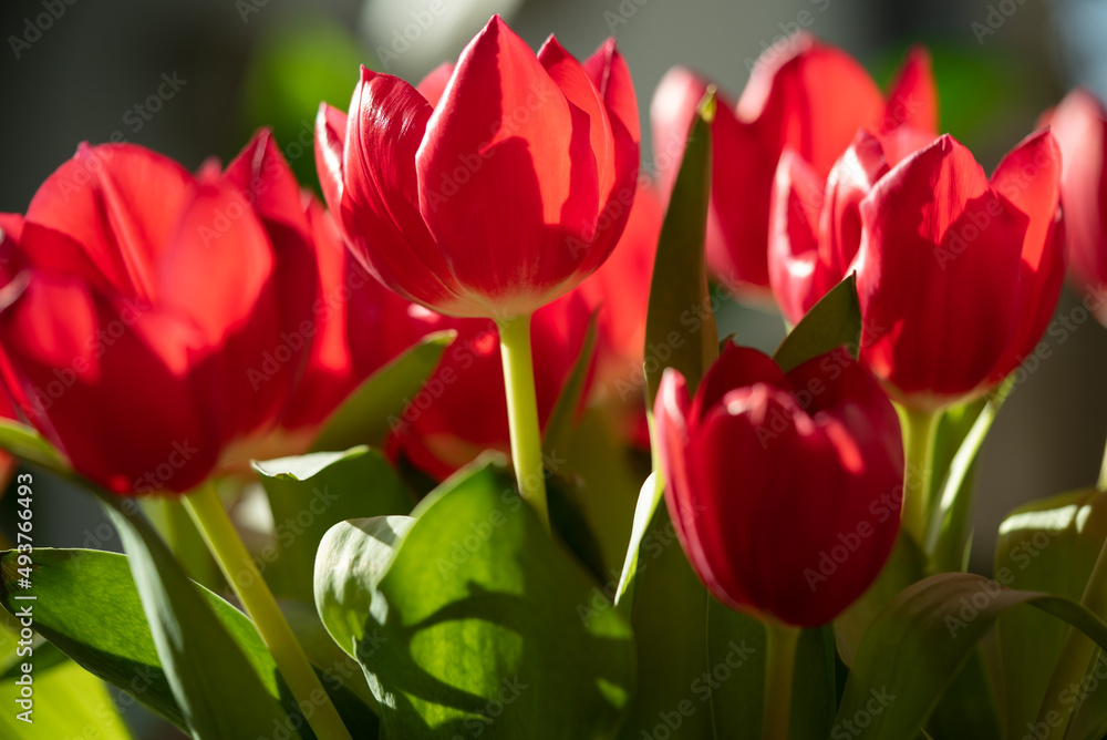 Bouquet of red tulips in a vase in bright sunlight