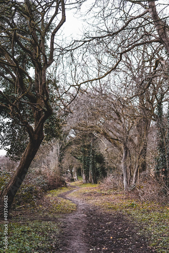 Path in the forest during winter season, English countryside, England, UK