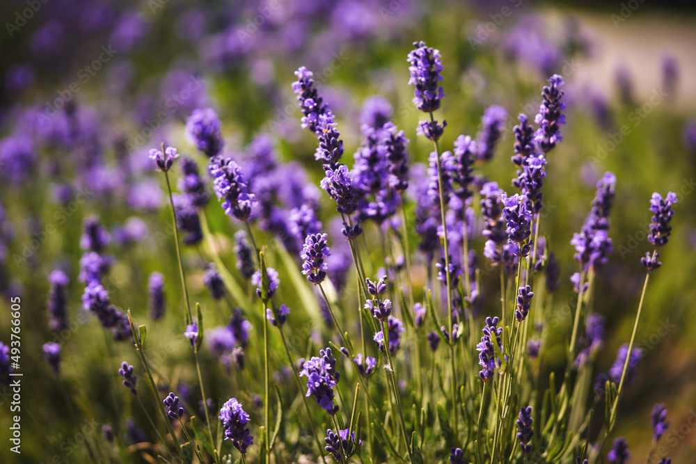 Obraz premium lavender flowers close up with blurred background. Selective focus.
