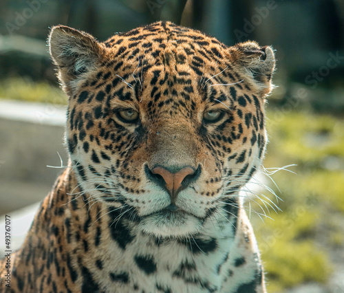 jaguar  © shouloupi