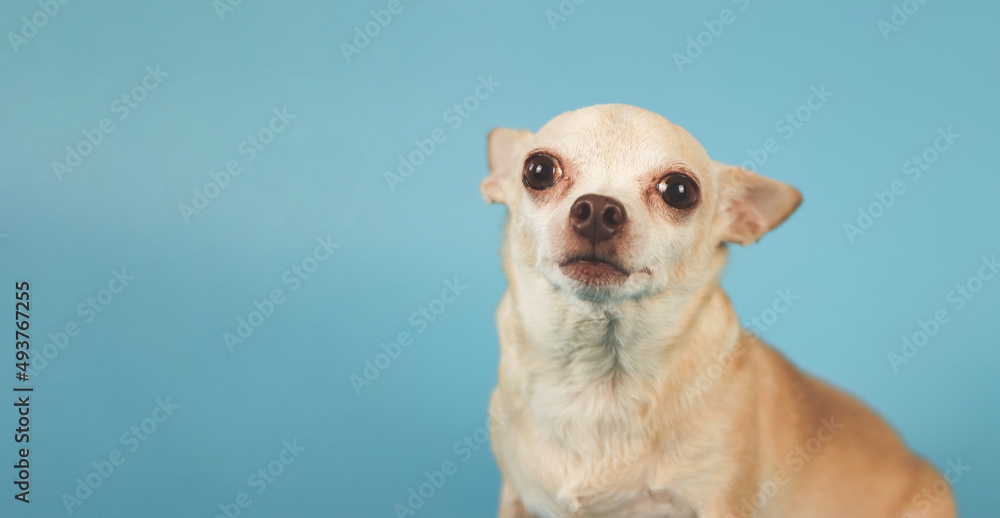 healthy brown  short hair chihuahua dog, sitting on blue background with copy space, looking at camera, isolated.