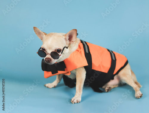 cute brown short hair chihuahua dog wearing sunglasses and orange life jacket, on blue background. Baywatch dog. Pet Water Safety. © Phuttharak