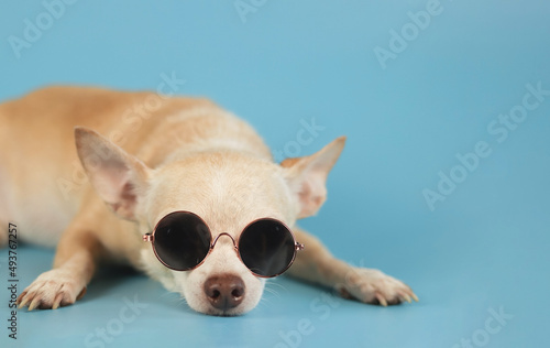 sleepy brown chihuahua dog wearing sunglasses lying down  on blue background with copy space. summertime traveling concept.