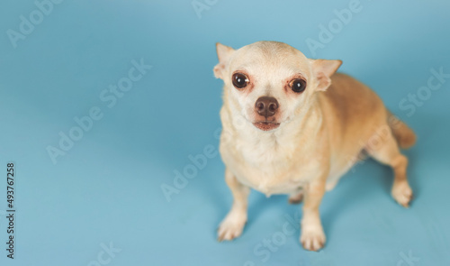  cute brown short hair Chihuahua dog sitting on blue background with copy space and looking up at camera. © Phuttharak
