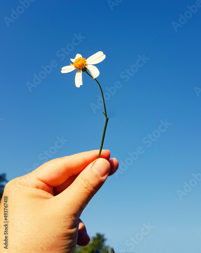 woman's hand holding flowers with the sky in the background. flowers for international womens day
