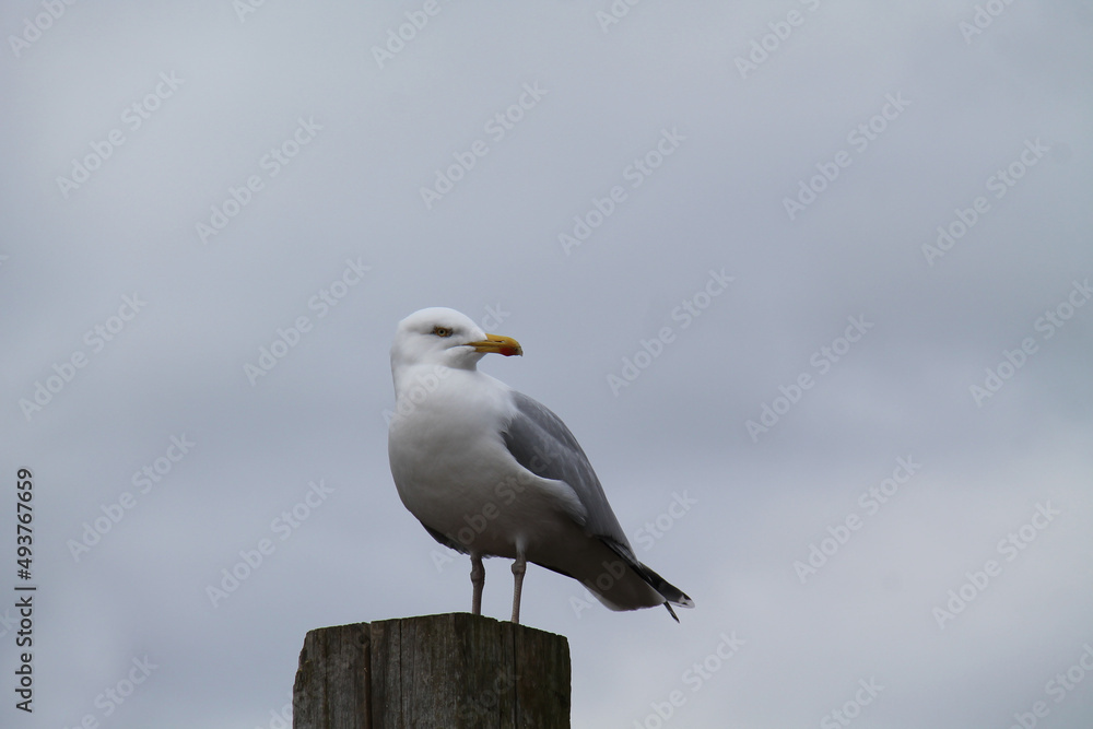 A Coastal Seagull Standing on a Wooden Post. A Coastal Seagull Standing on a Wooden Post.