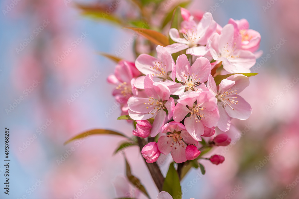 Peach tree flowers against blue sky close-up view in Chengdu, Sichuan province, China Peach tree flowers against blue sky close-up view in Chengdu, Sichuan province, China