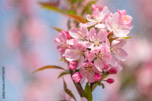 Peach tree flowers against blue sky close-up view in Chengdu, Sichuan province, China