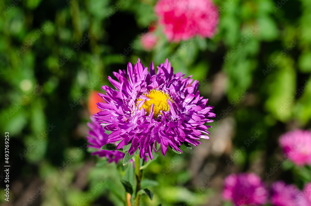 Spring field flowers. Flower bed. Centauréa. Knapweed. Spring field flowers. Flower bed. Centauréa. Knapweed.
