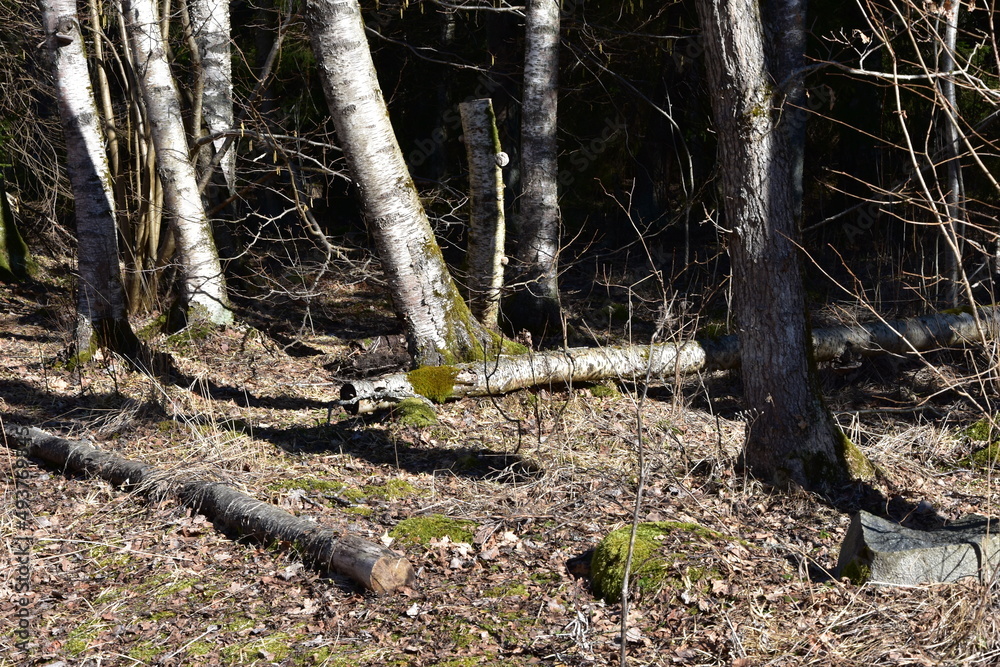 A fallen tree A fallen tree
