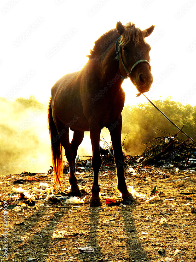Obraz premium horse in the backlight with garbage