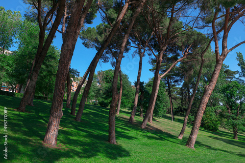 Park with tall pines in Madrid . Tropical coniferous park with lawn