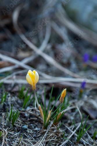 Obraz na płótnie The first spring crocus flowers w salonie
