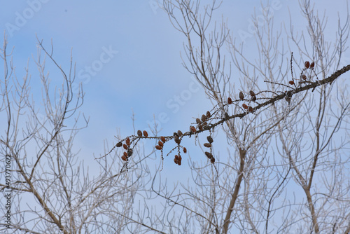 bare trees without leaves in winter against the blue sky