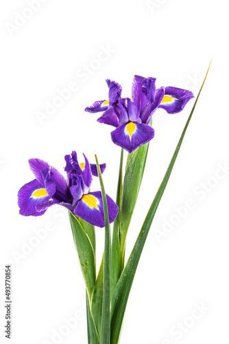 Fototapeta Naklejka Na Ścianę i Meble -  Beautiful Blue English Iris (Iridaceae Iris latifolia) isolated on white background