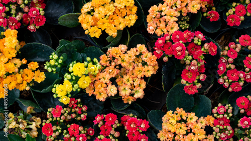 Lantana Flowers Background Top View