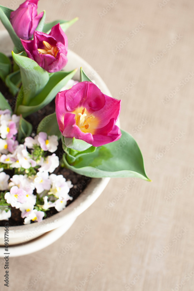 Fototapeta premium チューリップの鉢植え