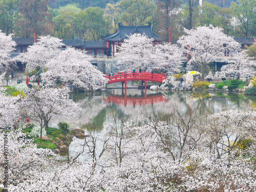 Early Spring Scenery of Cherry Blossom Garden in East Lake Scenic Area, Wuhan City, Hubei Province photo