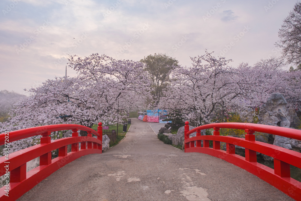 Early Spring Scenery of Cherry Blossom Garden in East Lake Scenic Area, Wuhan City, Hubei Province Early Spring Scenery of Cherry Blossom Garden in East Lake Scenic Area, Wuhan City, Hubei Province