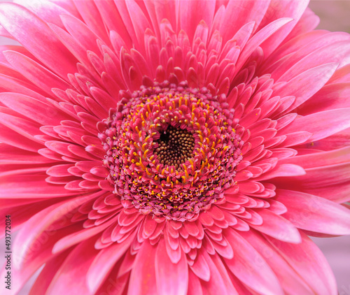 Close up of bright pink gerbera flower petals and stamens
