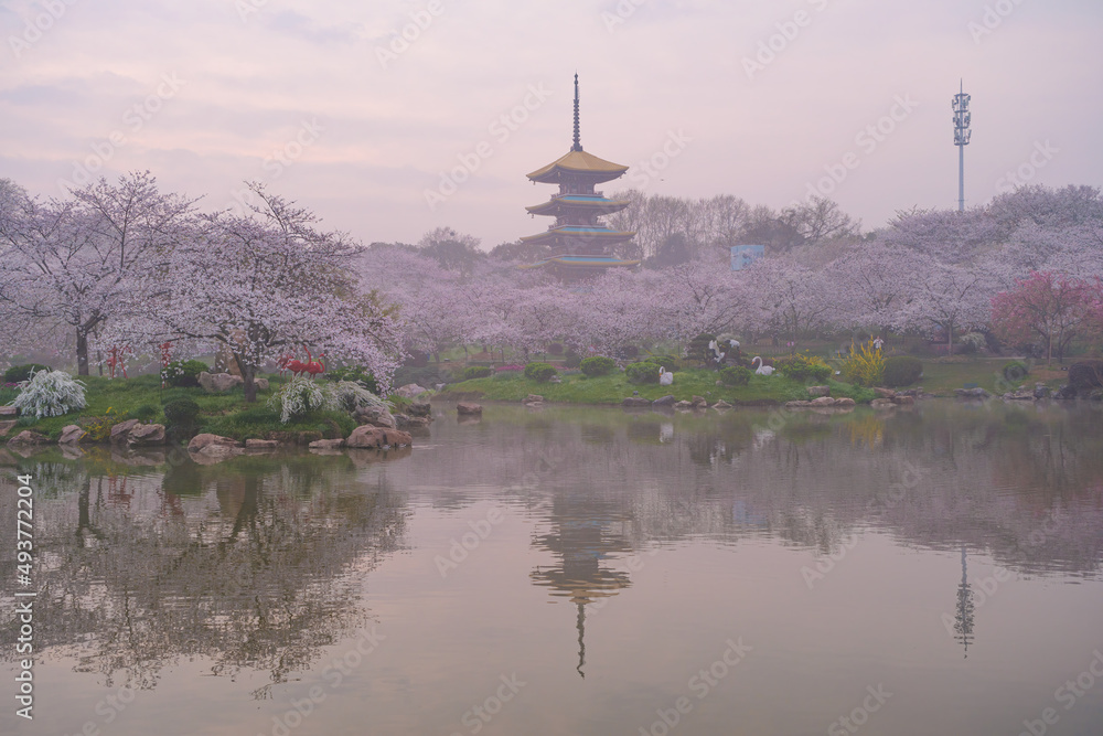 Early Spring Scenery of Cherry Blossom Garden in East Lake Scenic Area, Wuhan City, Hubei Province