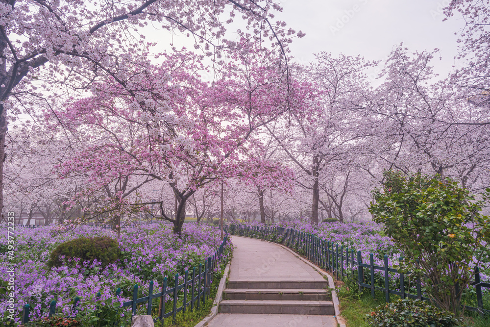 Early Spring Scenery of Cherry Blossom Garden in East Lake Scenic Area, Wuhan City, Hubei Province Early Spring Scenery of Cherry Blossom Garden in East Lake Scenic Area, Wuhan City, Hubei Province