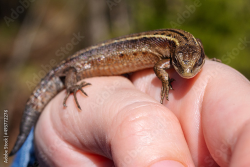 Green lizard in the hands of a child. Lizard on hand, small green sitting on a hand