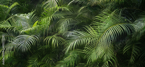 Fényképezés closeup of beautiful palm leaves in a wild tropical palm garden, dark green palm