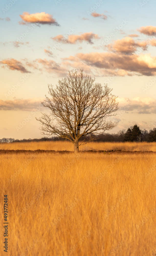 Samotne drzewo o zachodzie słońca w ciepłej tonacji - obrazy, fototapety, plakaty 