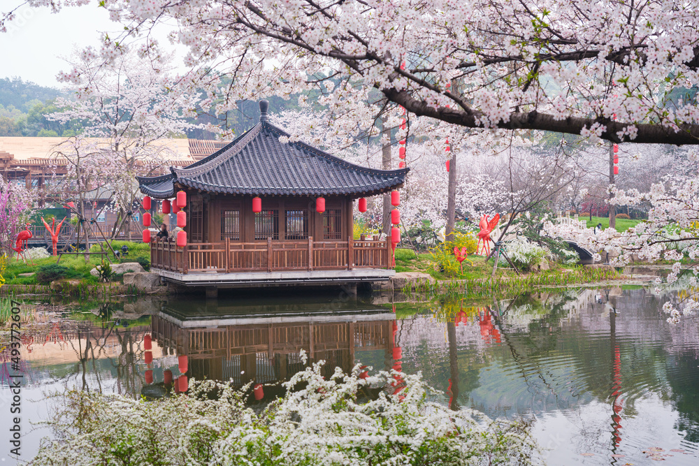 Early Spring Scenery of Cherry Blossom Garden in East Lake Scenic Area, Wuhan City, Hubei Province Early Spring Scenery of Cherry Blossom Garden in East Lake Scenic Area, Wuhan City, Hubei Province