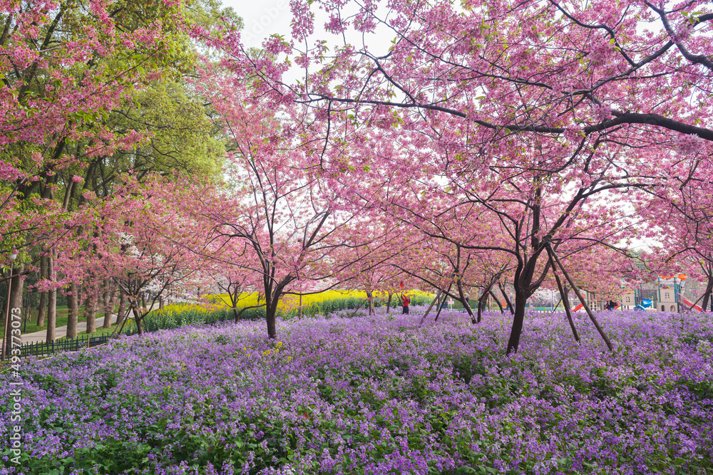 Obraz premium Early Spring Scenery of Cherry Blossom Garden in East Lake Scenic Area, Wuhan City, Hubei Province
