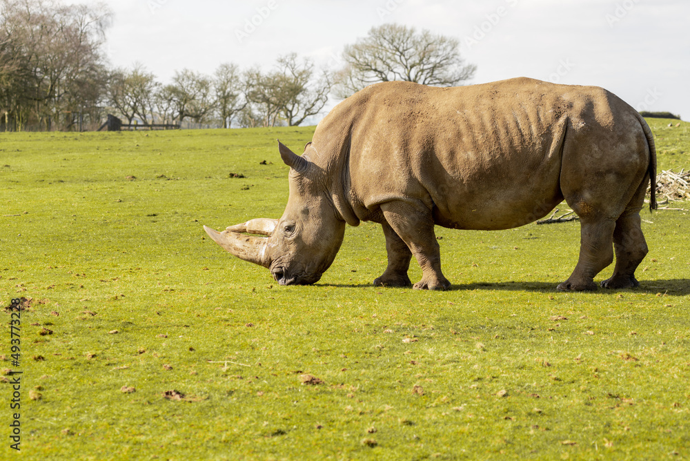 Obraz premium White Rhinoceros, Rhino, Ceratotherium simum, grazing on a sunny day