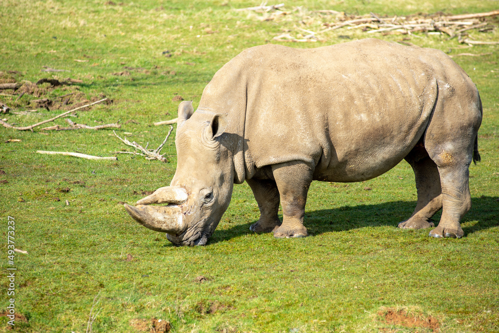 Fototapeta premium White Rhinoceros, Rhino, Ceratotherium simum, grazing on a sunny day