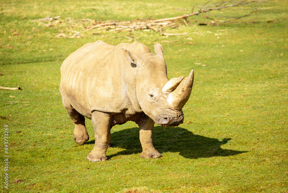 White Rhinoceros, Rhino, Ceratotherium simum, grazing on a sunny day White Rhinoceros, Rhino, Ceratotherium simum, grazing on a sunny day