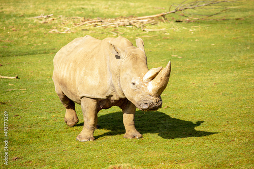 White Rhinoceros, Rhino, Ceratotherium simum, grazing on a sunny day