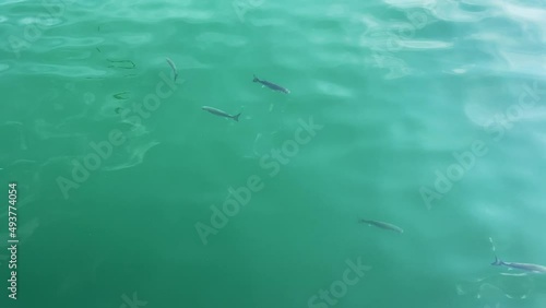 Wallpaper Mural Group of silver fish swimming in the mediterranean sea Torontodigital.ca