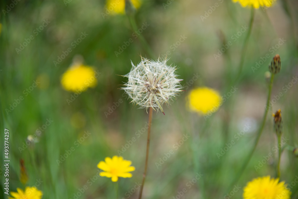dandelions in the grass dandelions in the grass