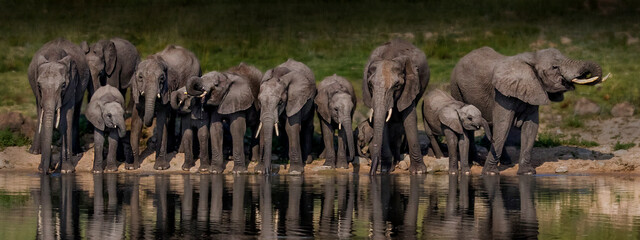 Papier peint photo Éléphant Troupeau d'éléphants en Afrique  © Matthys